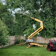 Best Lawn Mowing  in Carrizo Hill, TX