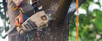 Best Lawn Watering Services  in Carrizo Hill, TX