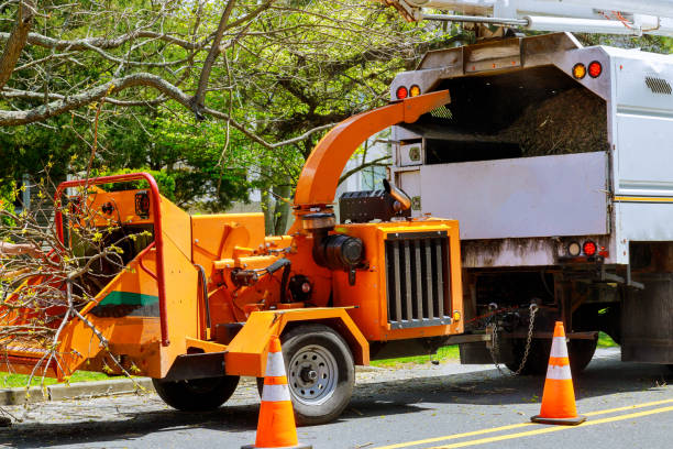 Best Arborist Consultation Services  in Carrizo Hill, TX