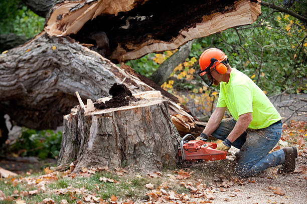 Trusted Carrizo Hill, TX Tree Removal Experts