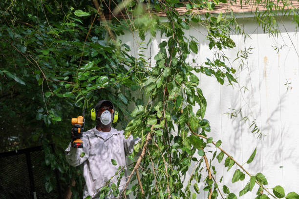 Professional Tree Removal in Carrizo Hill, TX