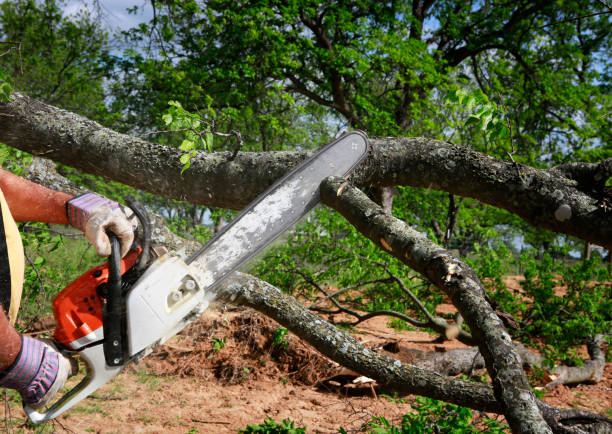 Best Tree Preservation Services  in Carrizo Hill, TX